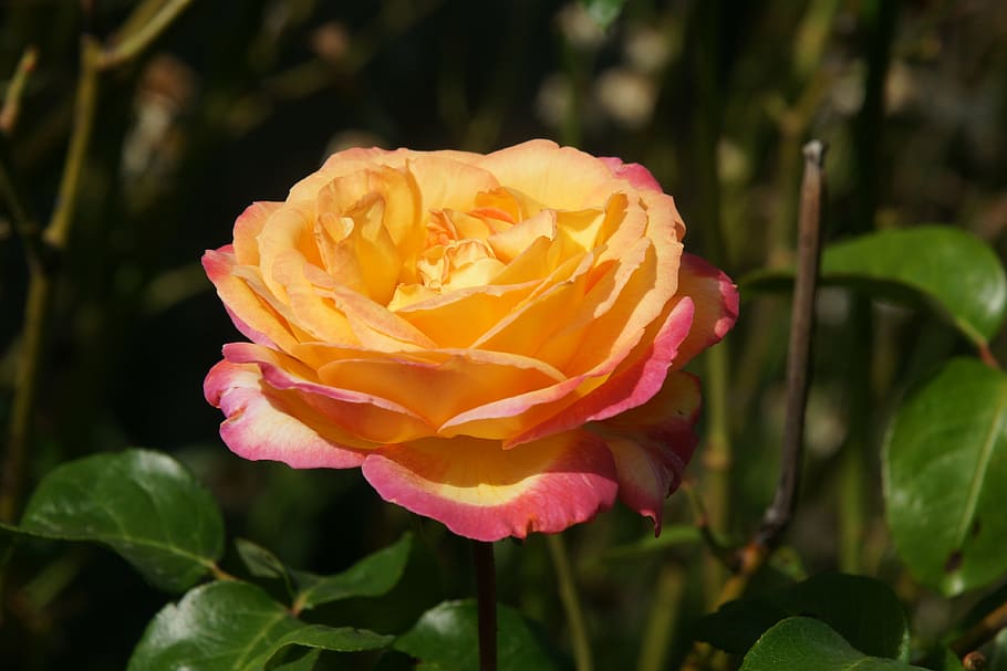 flower, nature, rosa, flowering plant, beauty in nature, petal HD wallpaper