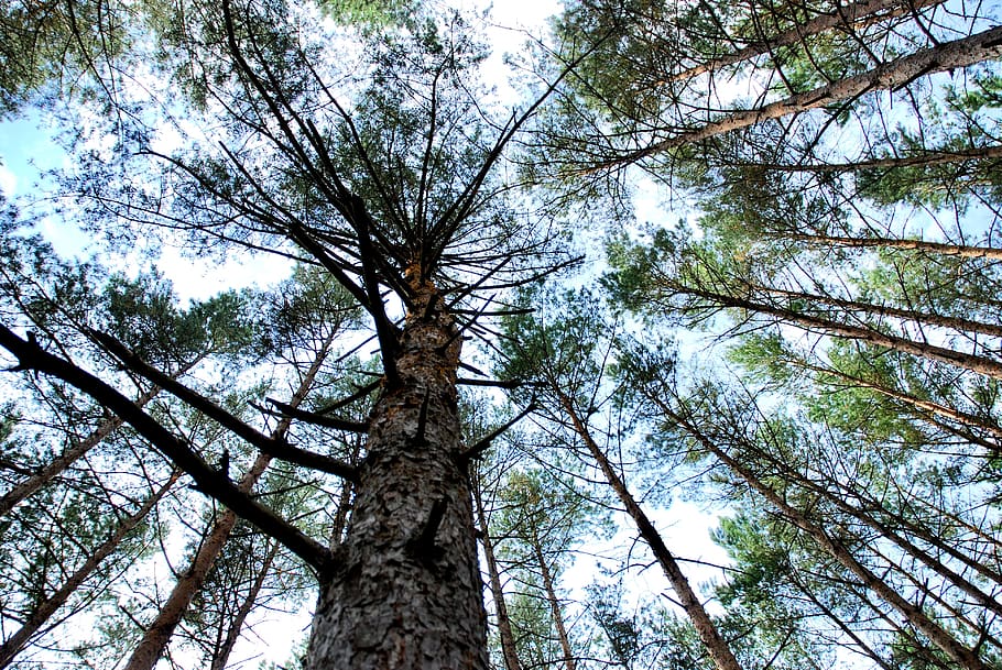 tree, forrest, sky, plant, low angle view, tree trunk, growth HD wallpaper