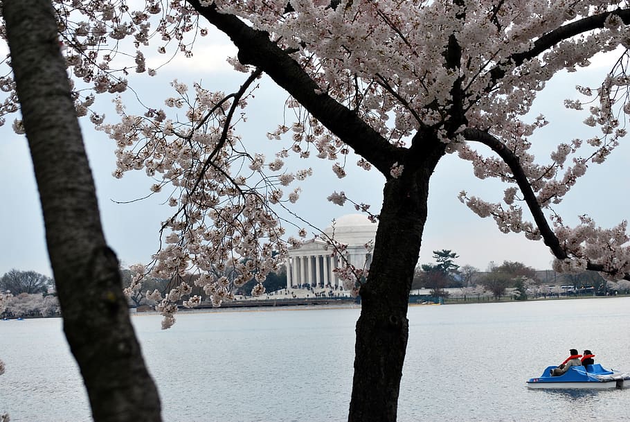 jefferson, memorial, blossom, cherry, tree, spring, festival HD wallpaper