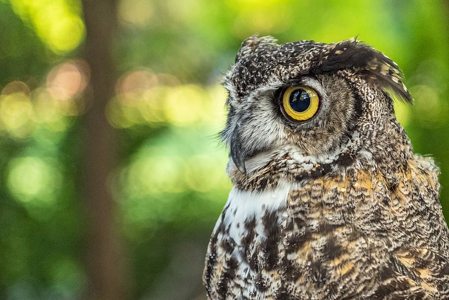selective focus photography of gray owl during daytime, selective focus photography of black, yellow, and white owl HD wallpaper
