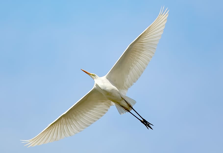 HD wallpaper: flying white bird, white bird flying, wings, blue ...