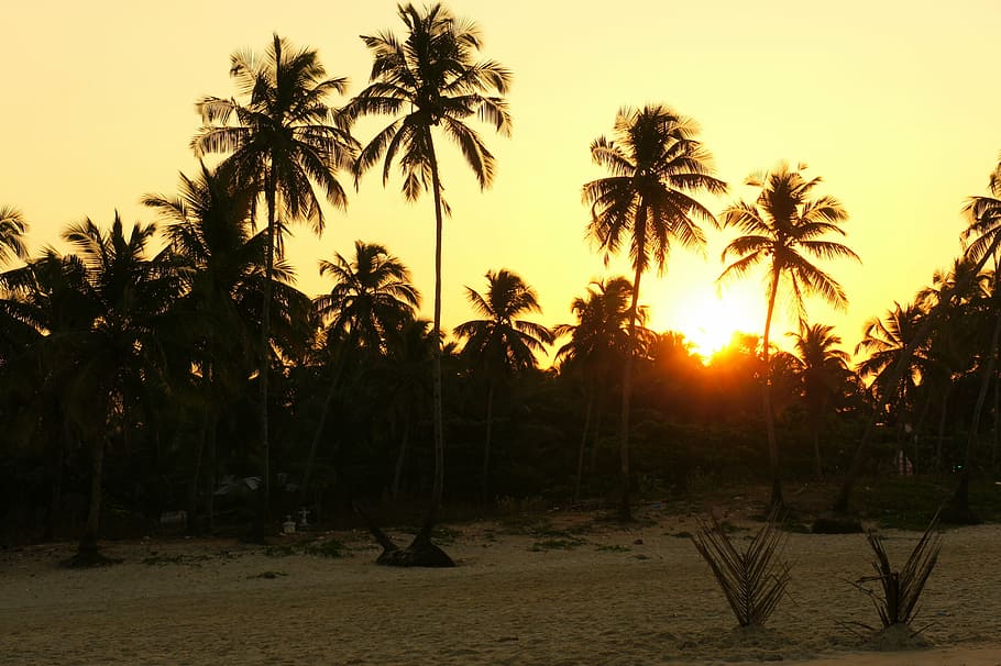 sunrise, palms, india, tree, sky, sunset, plant, palm tree HD wallpaper
