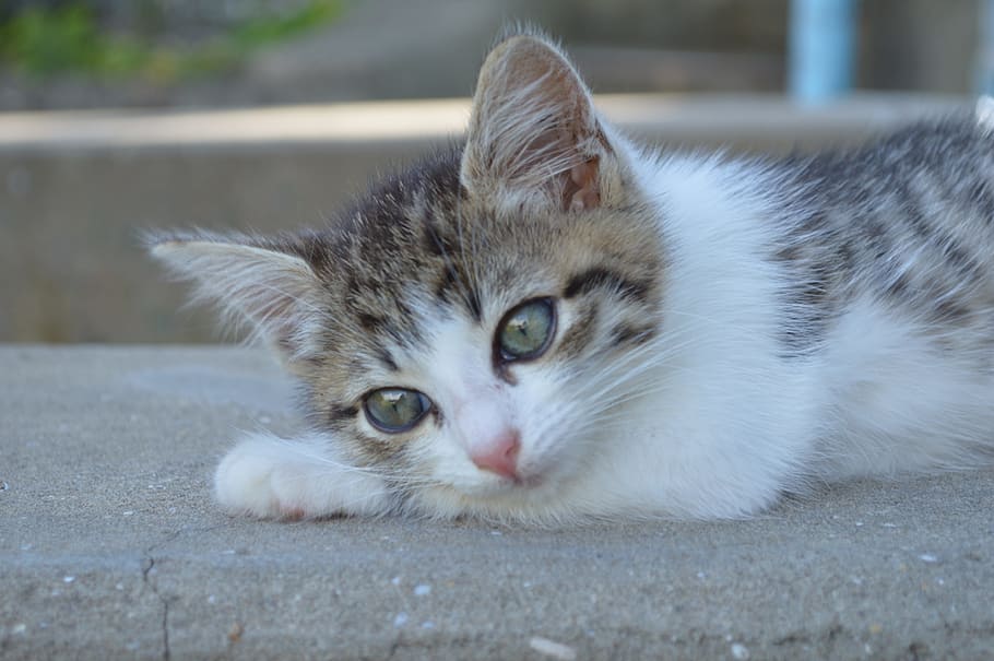 black and white kitten lying on gray concrete surface, Cat, Pet, HD wallpaper