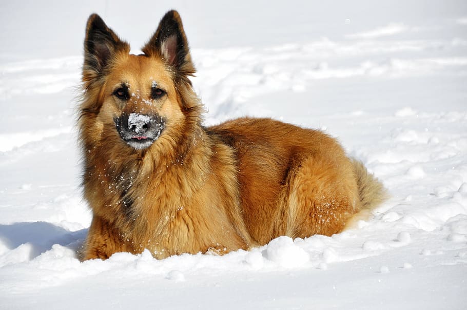 adult tan dog on snow, play, concerns, winter, white, fun, cold temperature HD wallpaper