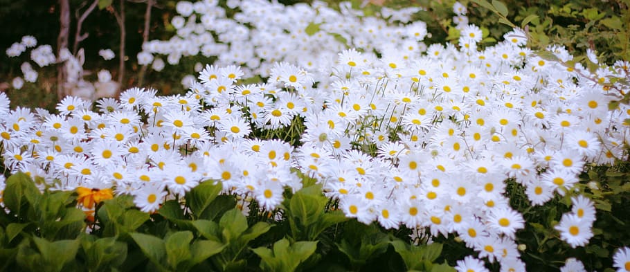 daisy, white, macro, flowering plant, freshness, vulnerability HD wallpaper