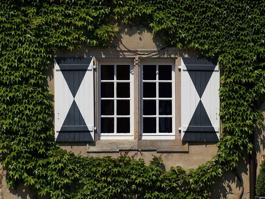 window, old, romantic, farmhouse, old window, facade, ivy, wall HD wallpaper