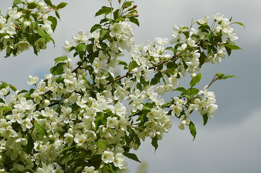 bloom, apple tree, spring, garden, apple-blossom, branch, flower HD wallpaper