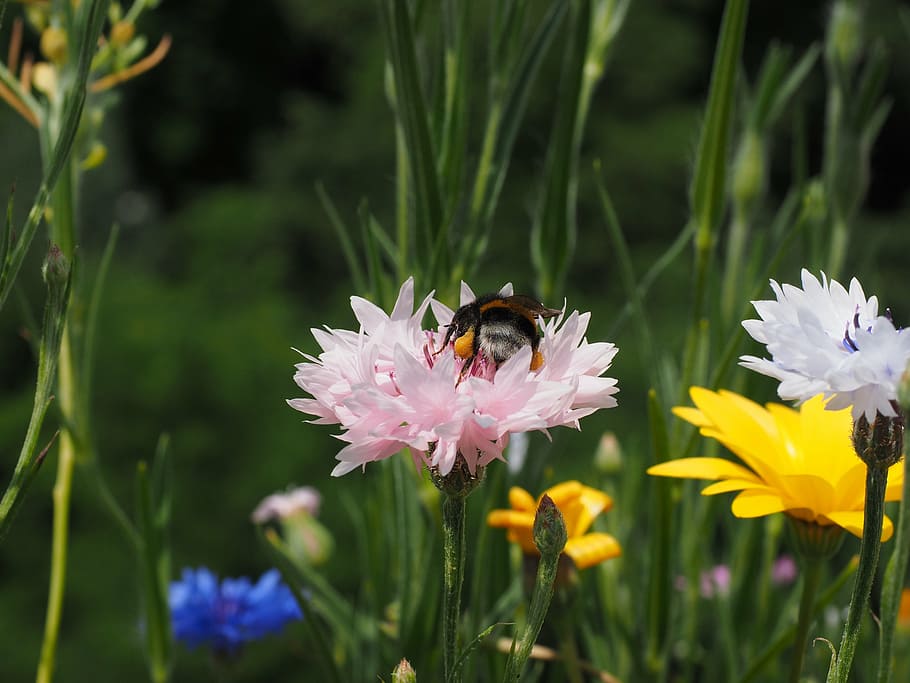 cornflower, blossom, bloom, pink, light pink, hummel, pollination HD wallpaper