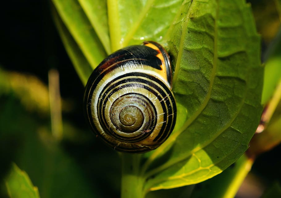 snail, foraging, close, shell, slowly, nature, leaf, green HD wallpaper