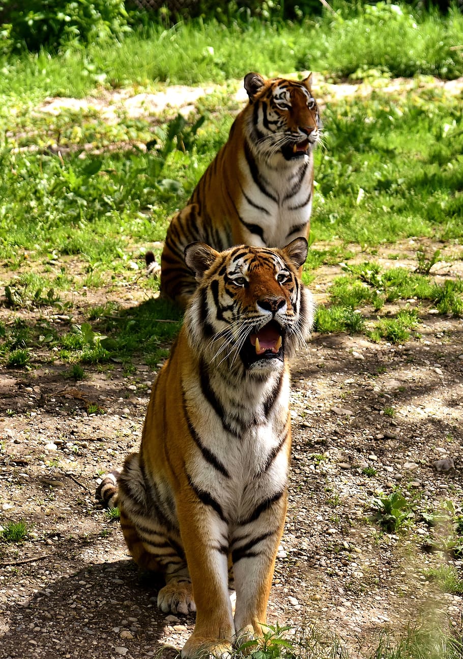 two tigers, predator, fur, beautiful, dangerous, cat, wildlife photography HD wallpaper