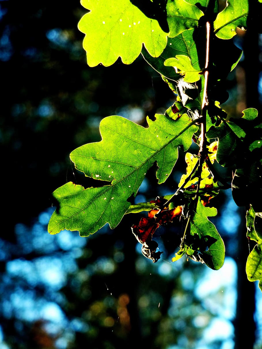 Autumn Leaf, Leaf, Fall, Fall Color, Leaves, autumn colours, HD wallpaper