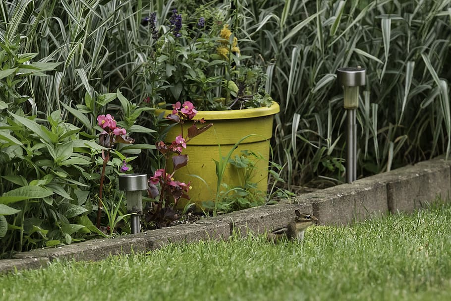 chipmunk, critter, backyard, plant, growth, nature, green color HD wallpaper