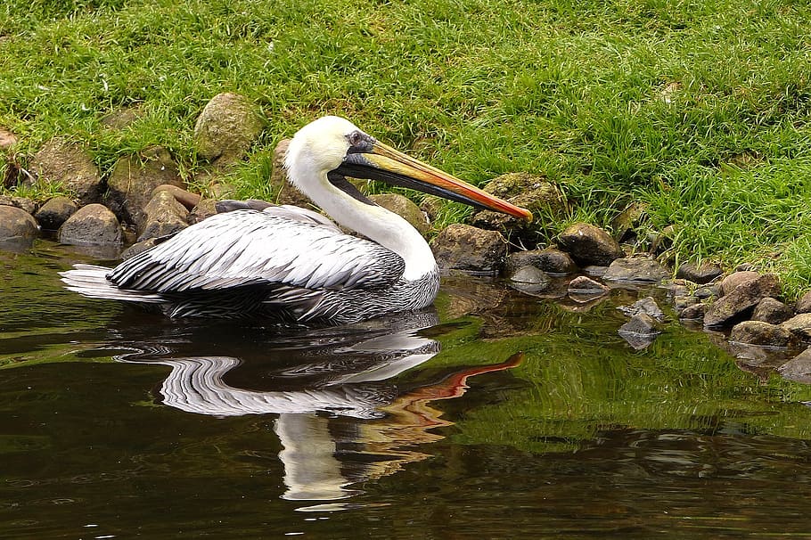 bird, large, pelikan, large beak, water, mirror image, animals in the wild, HD wallpaper
