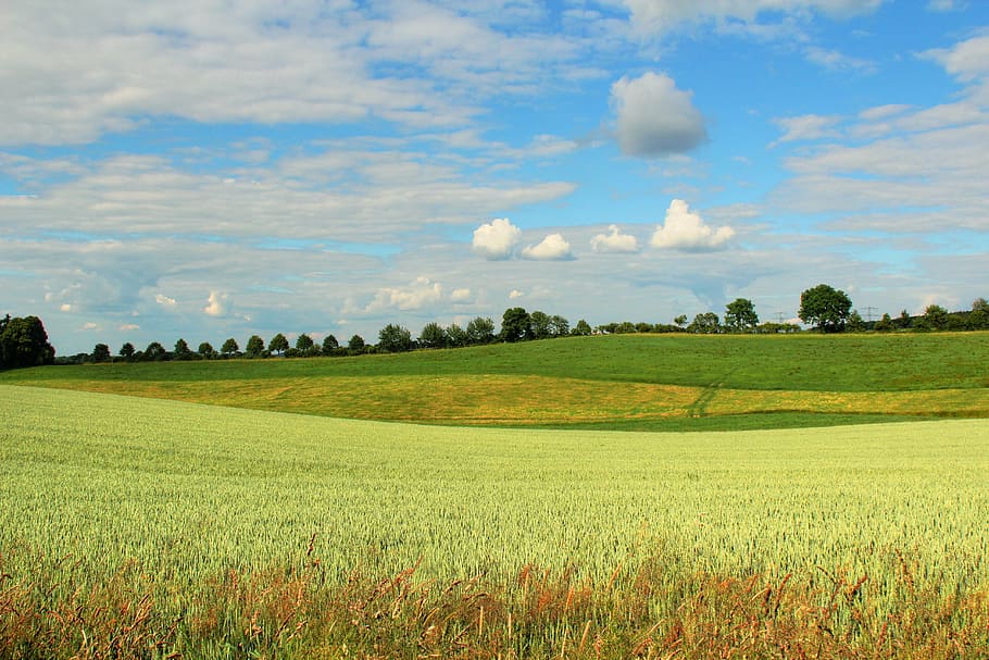 landscape, spring, field, germany, plant, grass, environment HD wallpaper