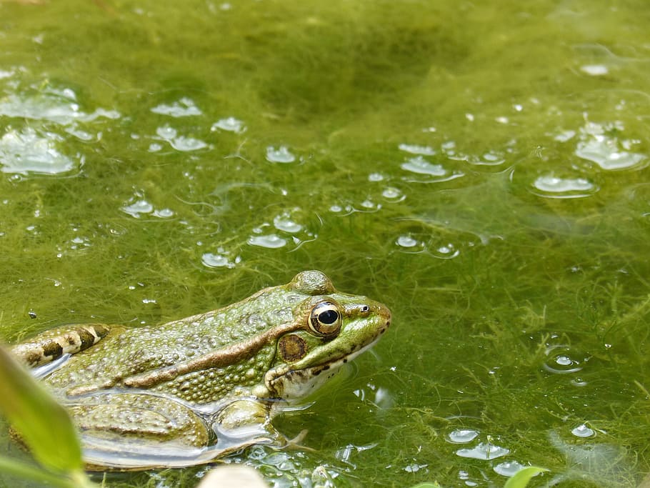 Frog, Raft, Algae, Batrachian, green frog, amphibian, nature HD wallpaper
