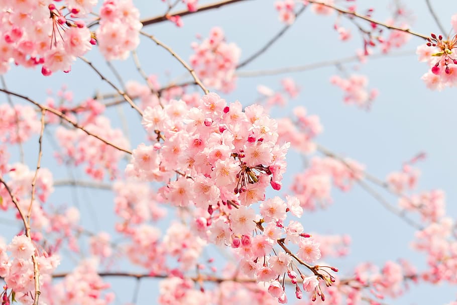 macro shot photography of cherry blossoms, natural, plant, flowers, HD wallpaper
