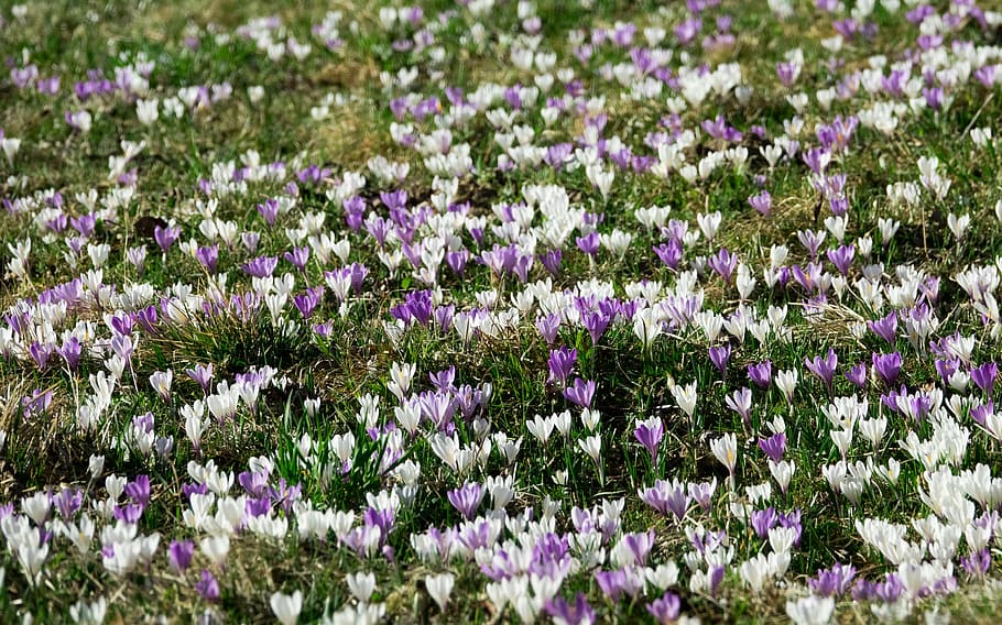 crocus, spring, flowers, blossom, bloom, meadow, nature, purple, HD wallpaper