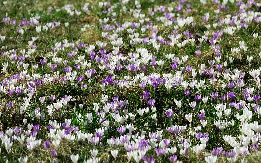 crocus, spring, flowers, blossom, bloom, meadow, nature, purple HD wallpaper