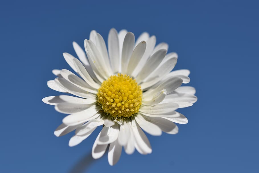 daisy, flower, spring, nature, bloom, white, summer, daisies HD wallpaper