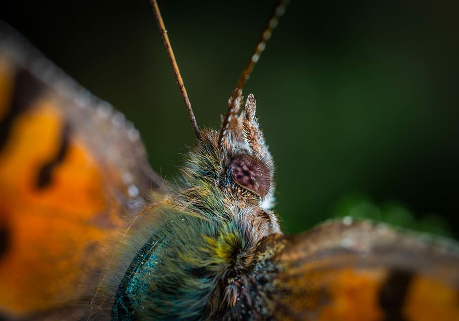 butterfly, lepidoptera, macro, animal themes, invertebrate HD wallpaper