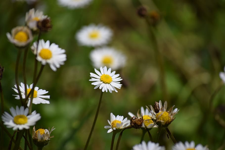 daisies, spring, prato, flowers, green, white, yellow, nature HD wallpaper
