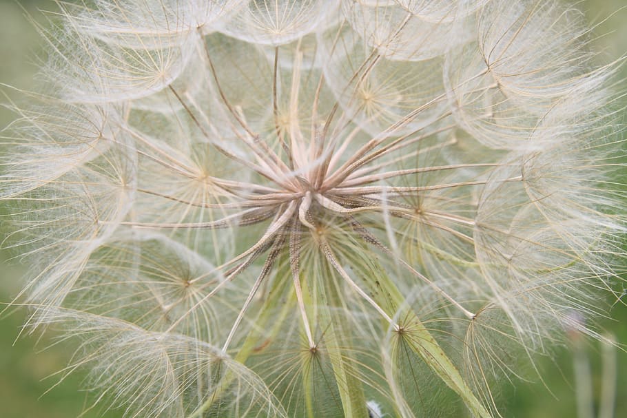 macro photography of white dandelion flower, beard, giant, goat HD wallpaper