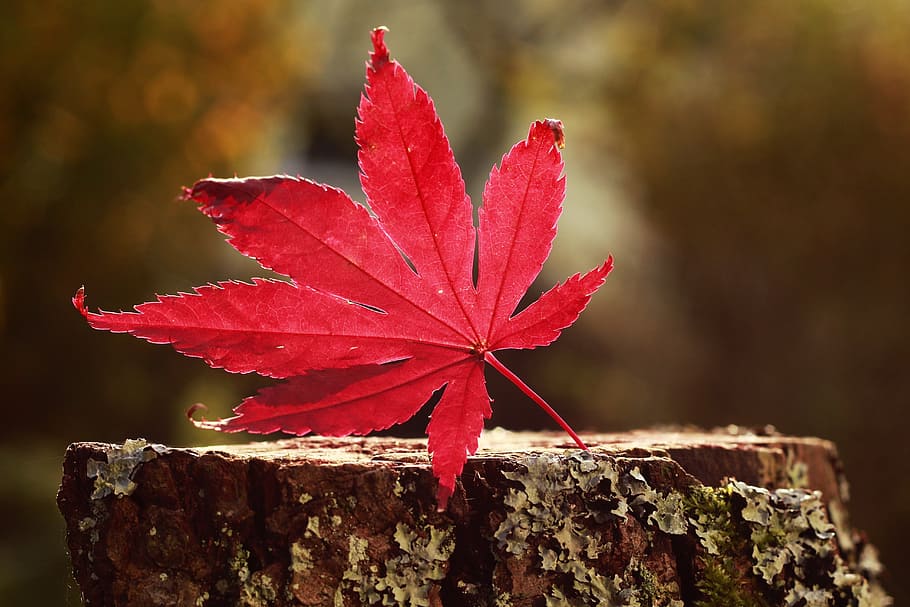 photo of red leaf top of tree trunk, autumn, forest, maple HD wallpaper