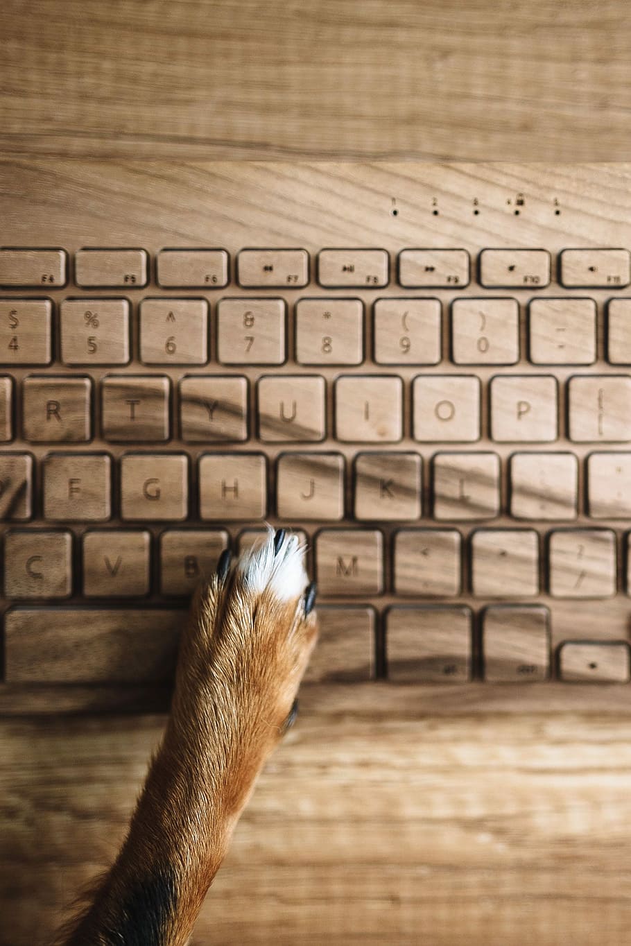 Dogs paw on the wooden keyboard, technology, pet, animal, funny HD wallpaper
