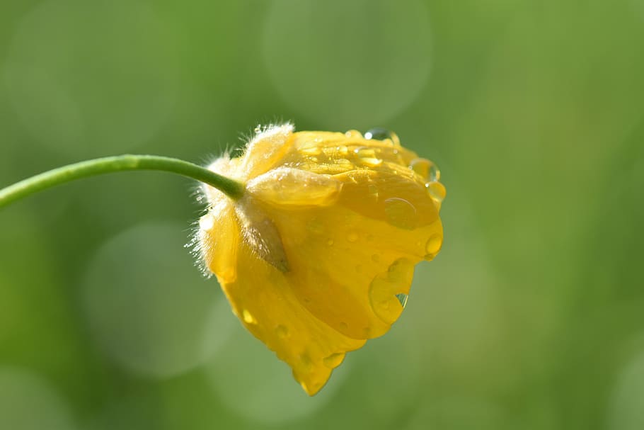 buttercup, meadow, plant, nature, yellow, spring, pointed flower, HD wallpaper