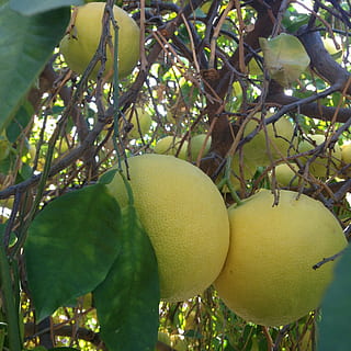 grapefruit, grapefruit tree, citrus fruit, vitamin c, juicy HD wallpaper