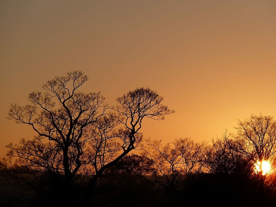Orange, Sunset, Tree, Branches, yellow, dark, evening, silhouette HD wallpaper