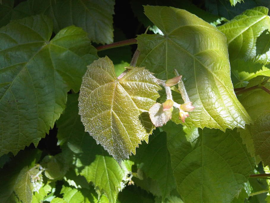 new leaves, green, leaf, nature, spring, plant part, growth HD wallpaper