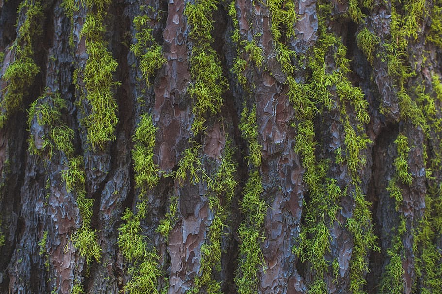 minimalist photography of stone with grass, green leafed plant HD wallpaper