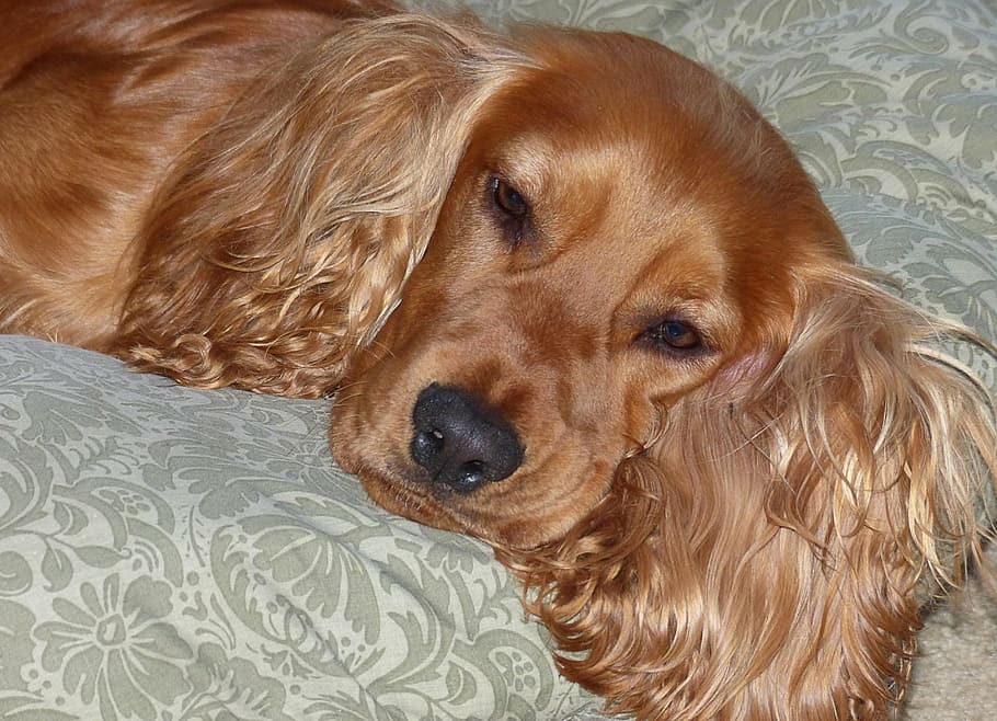 cocker spaniel, brown, dog, pet, canine, animal, pure bred