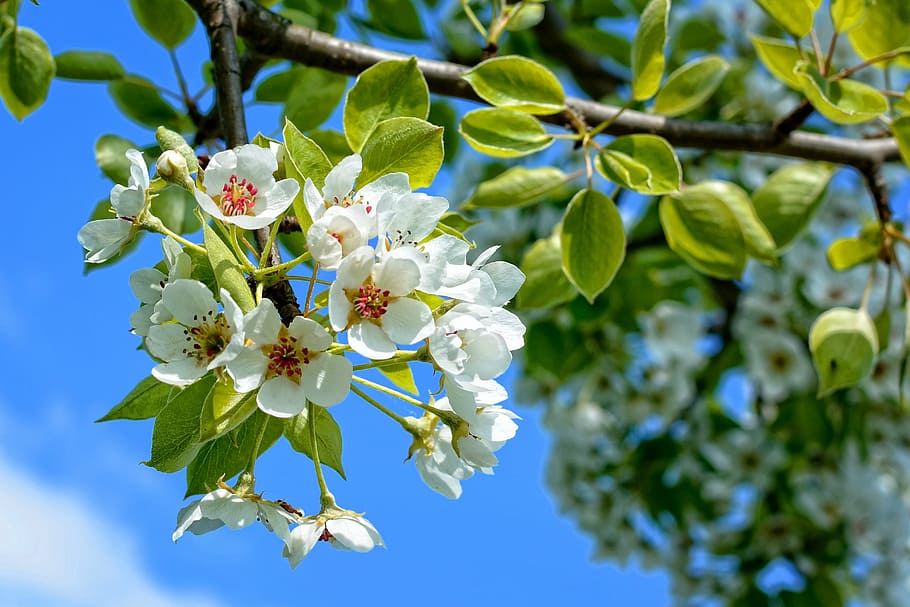 selective focus photo of white flower under blue sky, branch HD wallpaper