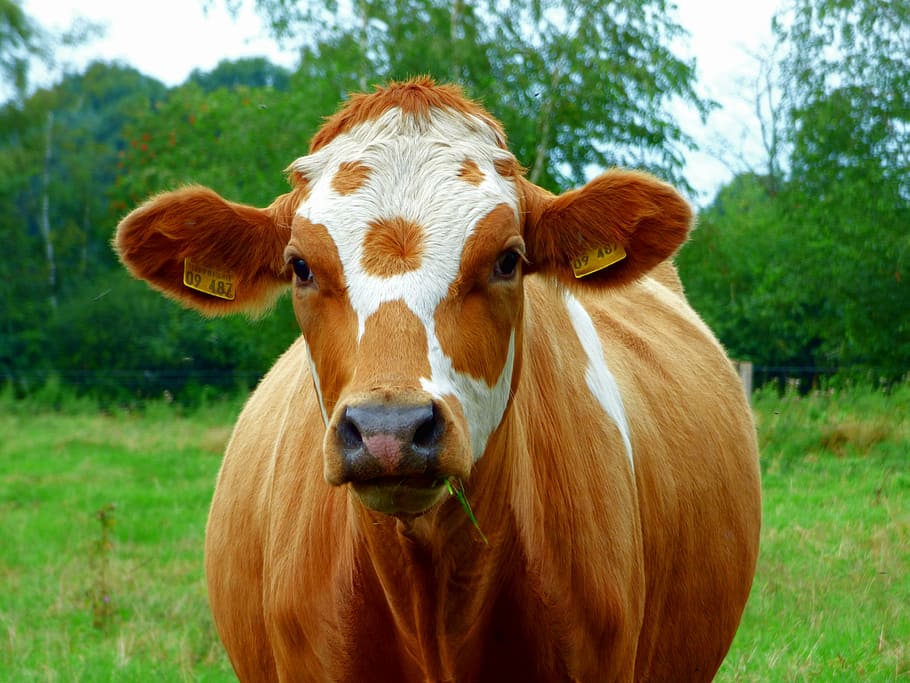 brown and white cow during daytime, beef, pasture, graze, milk cow