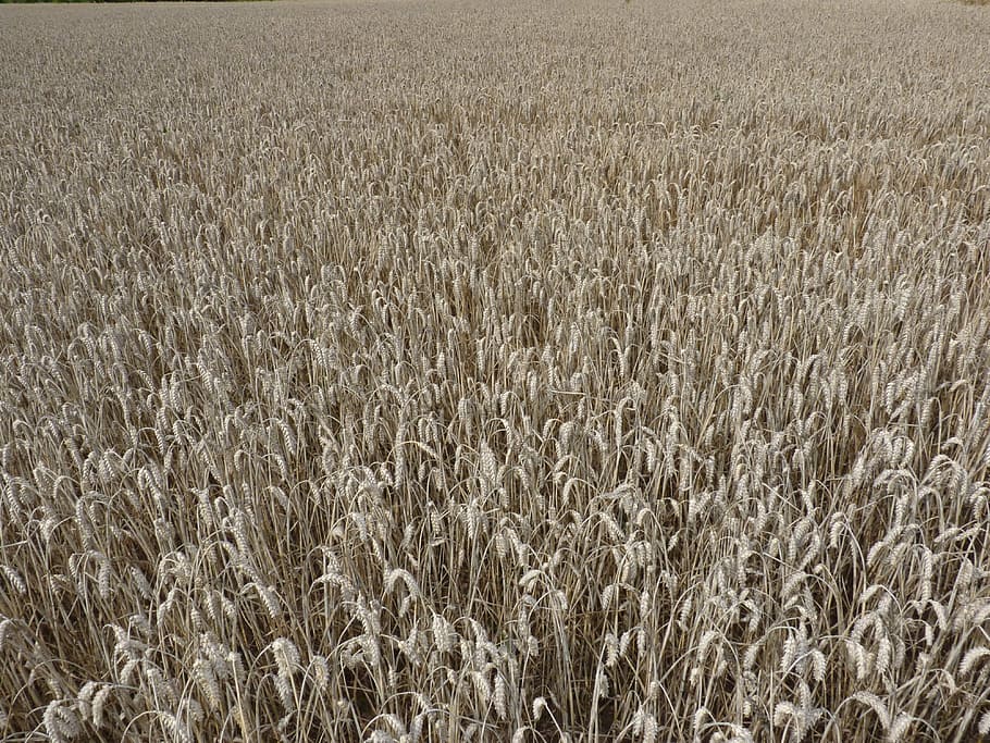 cornfield, summer, plant, nature, germany, land, agriculture HD wallpaper