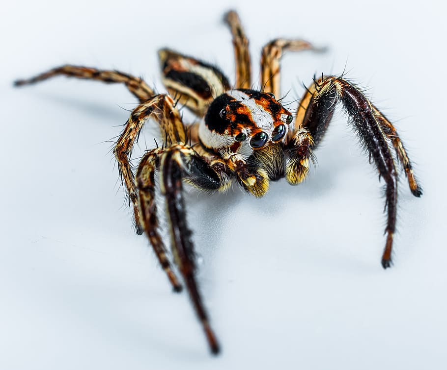 jumping spider, small spider, insect, close, invertebrate, animal themes HD wallpaper