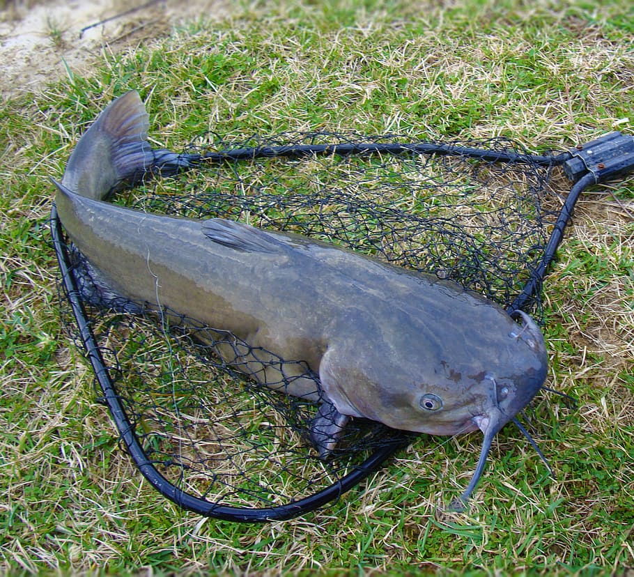 Fishing, Net, Channel Catfish, catch, fin, whiskers, animal