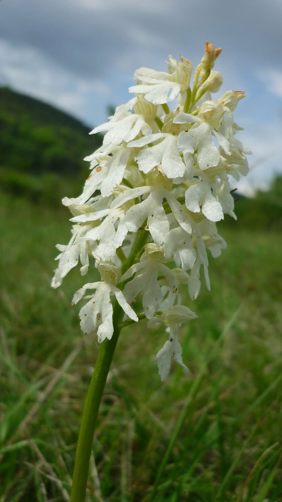 orchis purpurea, albino, white rarity, german orchid, reported, HD wallpaper