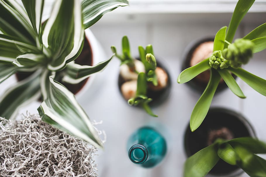 four green leaf plants beside blue glass bottl, pots, bottle HD wallpaper