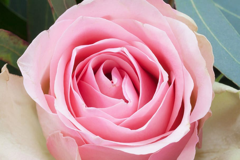 rose, flower, composites, spring, nature, plant, green, white HD wallpaper