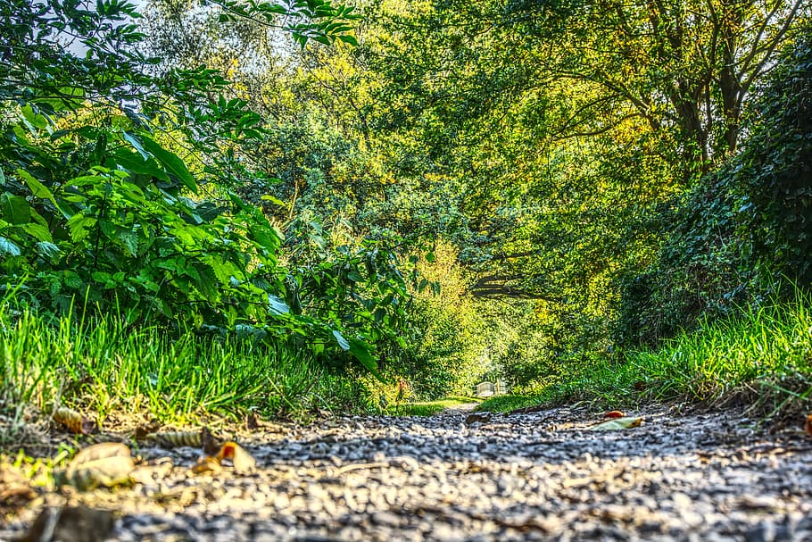 forest, forest path, leaves, tree, green, bridge, landscape HD wallpaper