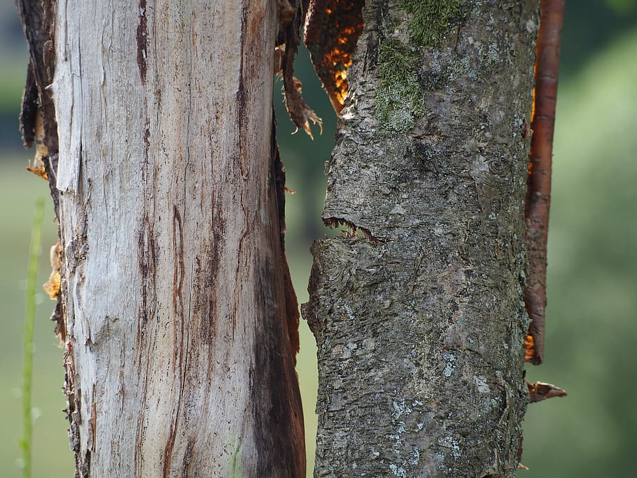 tree, bark, wood, forest, nature, pattern, texture, natural HD wallpaper