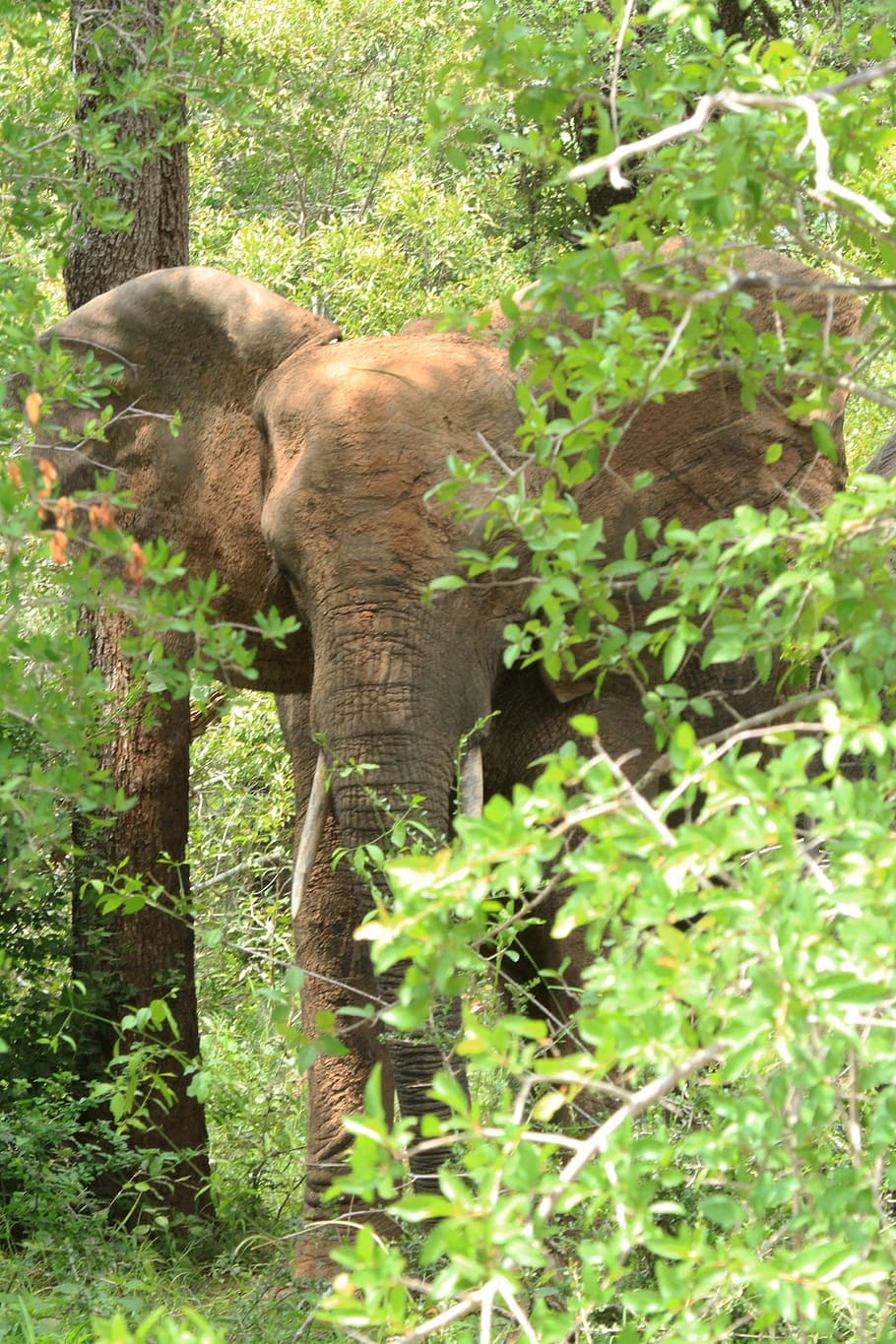 elephant, hidden, tree, animal, forest, wildlife, animal themes HD wallpaper