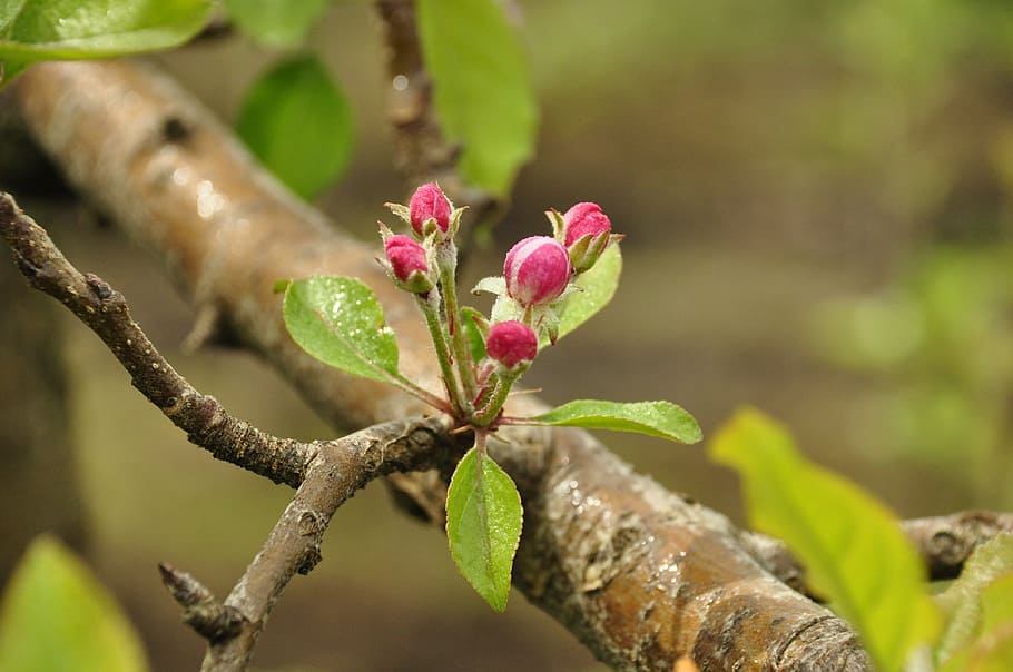 apple, flower, fruit, flowers, mace, nature, tree, branch, leaf HD wallpaper