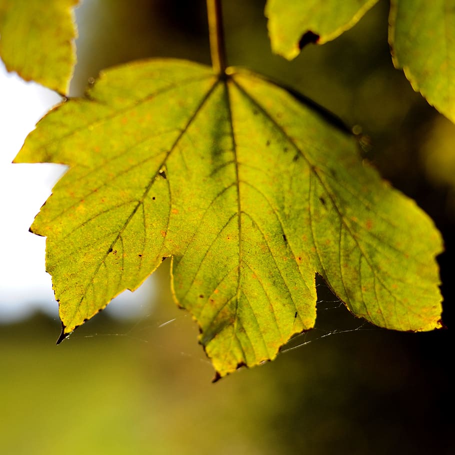 Maple Leaf, Back Light, Autumn, tree, nature, forest, sun, golden yellow HD wallpaper