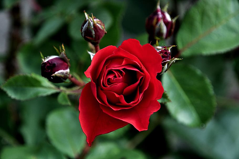 Macro, rose, red, flower, rose - flower, nature, petal, fragility HD wallpaper