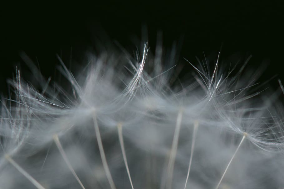 dandelion, nature, flower, macro, fluff, vulnerability, fragility HD wallpaper