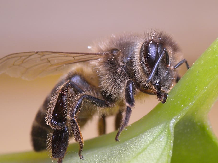 bee, insect, bees, invertebrate, animal themes, animal wildlife HD wallpaper